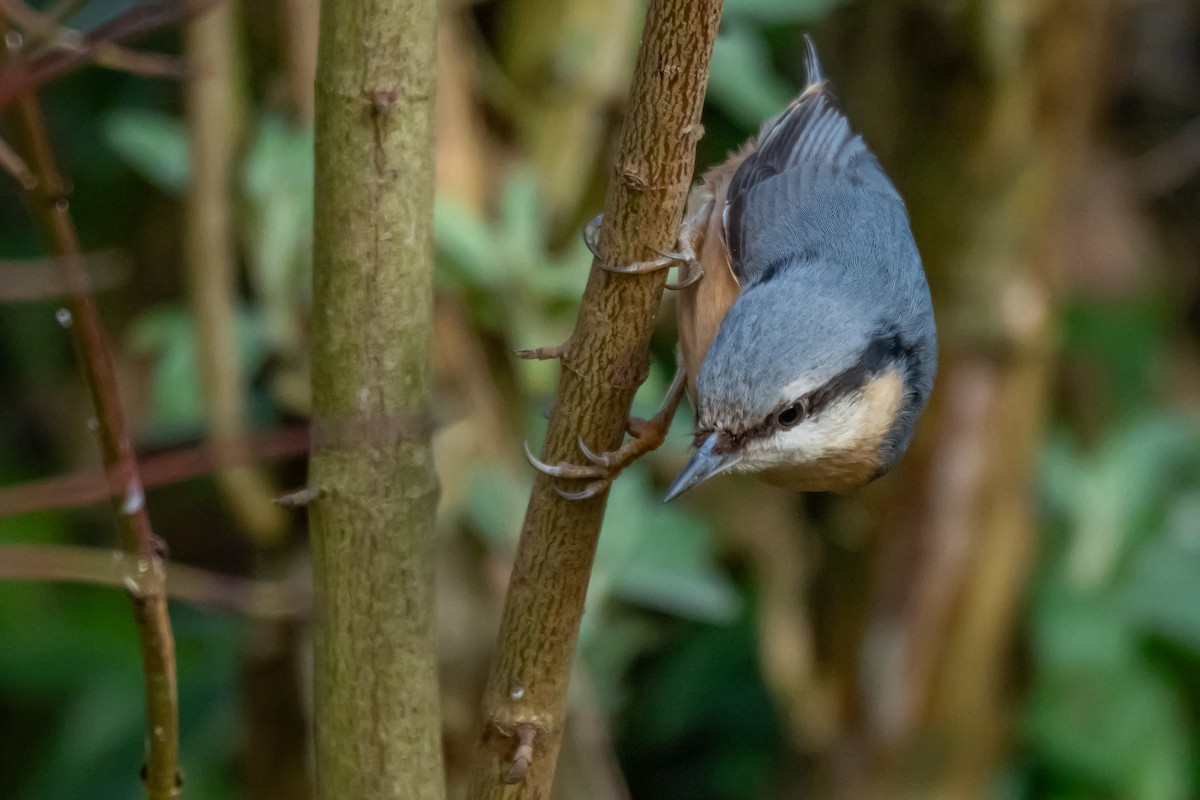 Eurasian Nuthatch (Western) - ML631962094