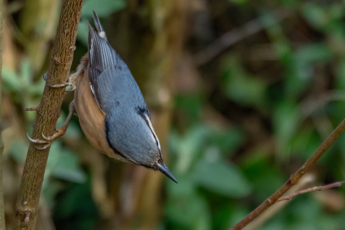 Eurasian Nuthatch (Western) - ML631962095