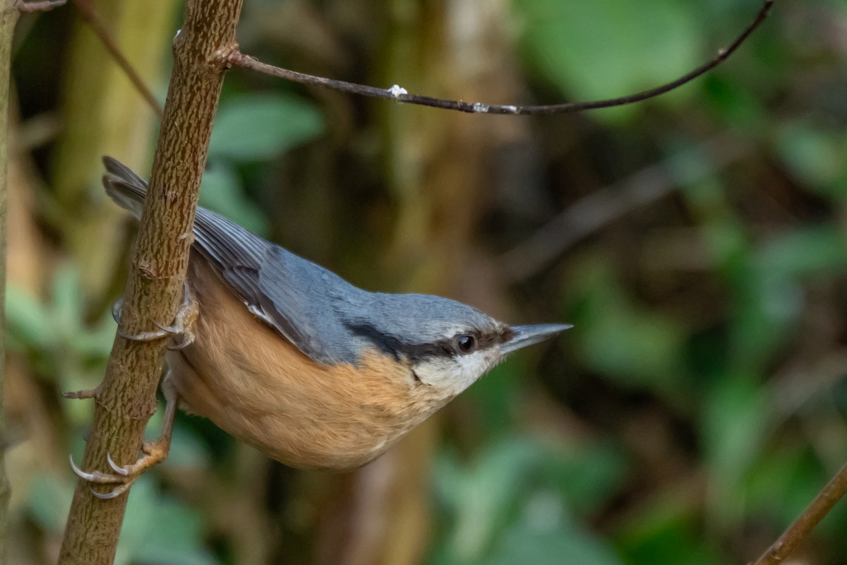 Eurasian Nuthatch (Western) - ML631962096