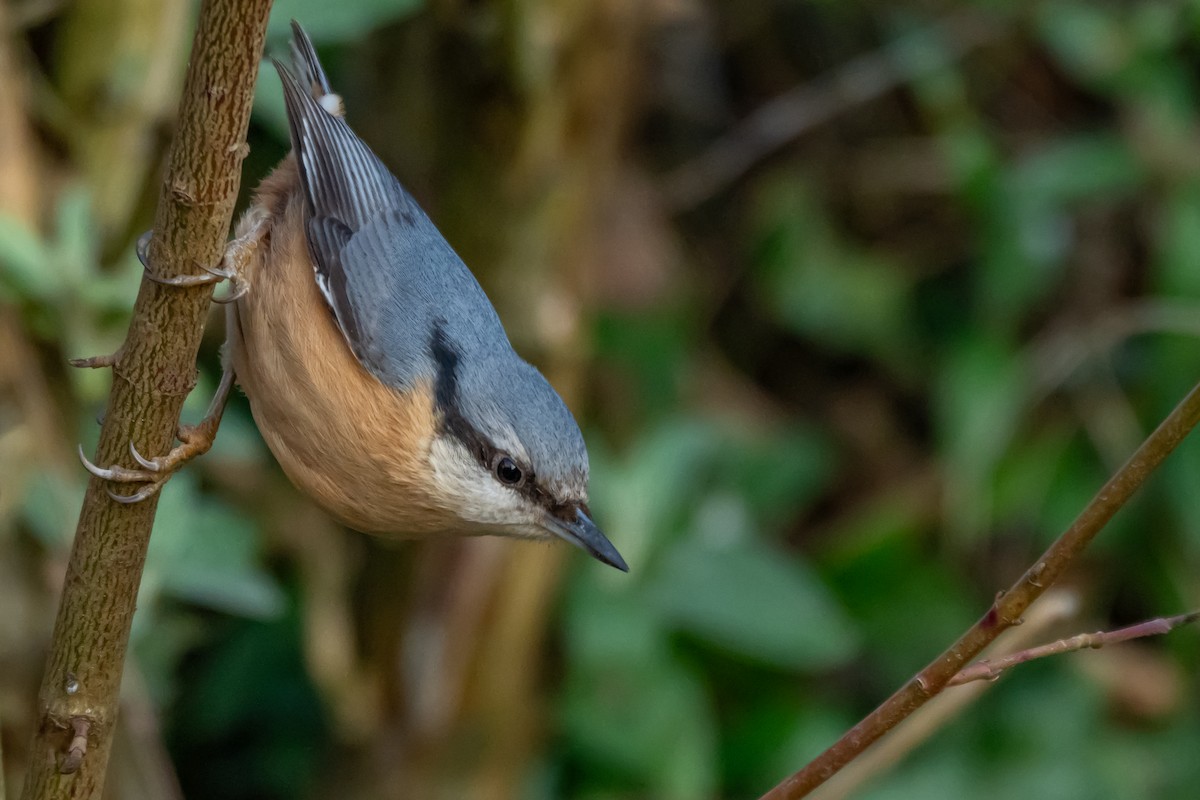 Eurasian Nuthatch (Western) - ML631962097