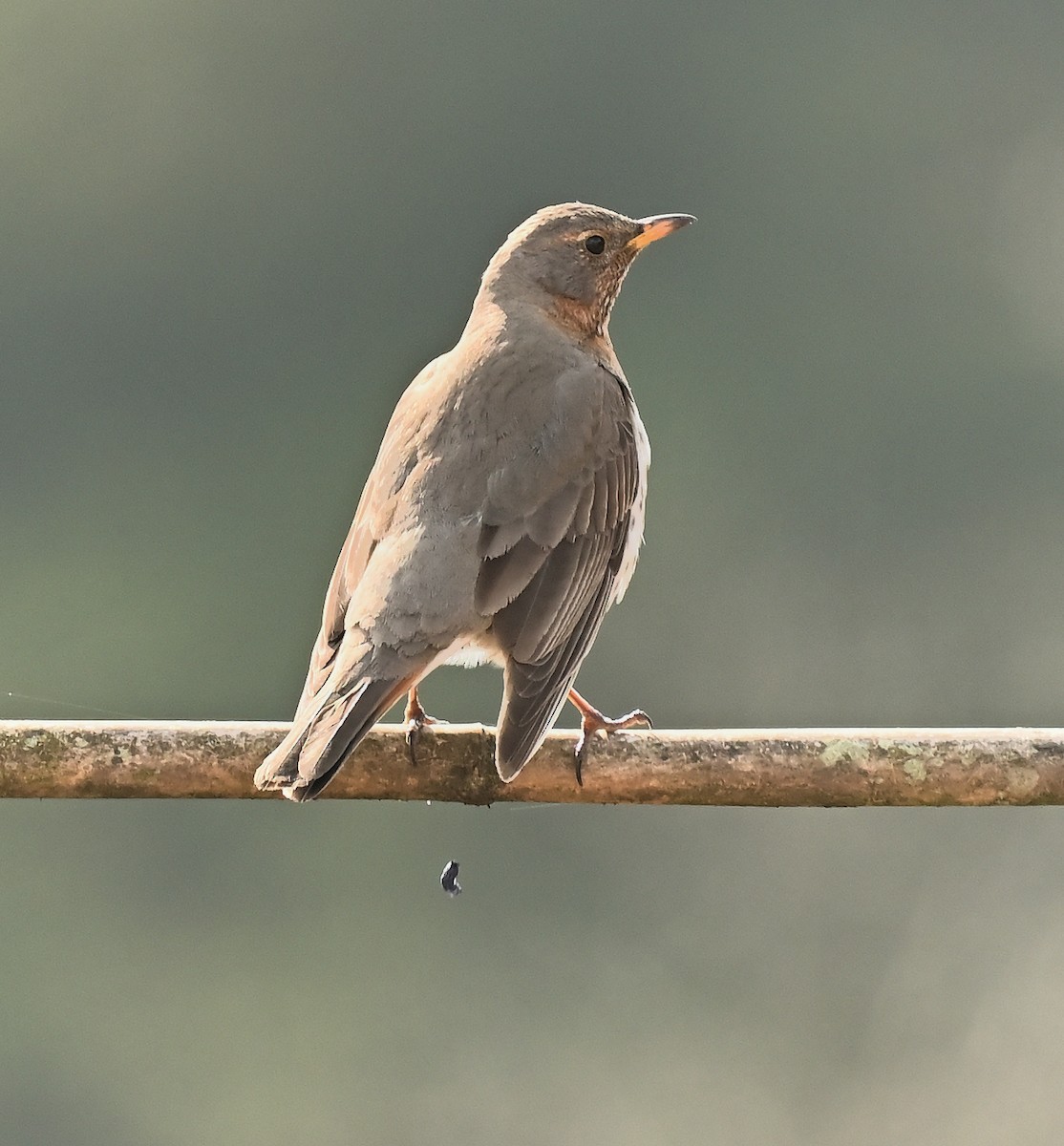 Grive à gorge rousse - ML631962129