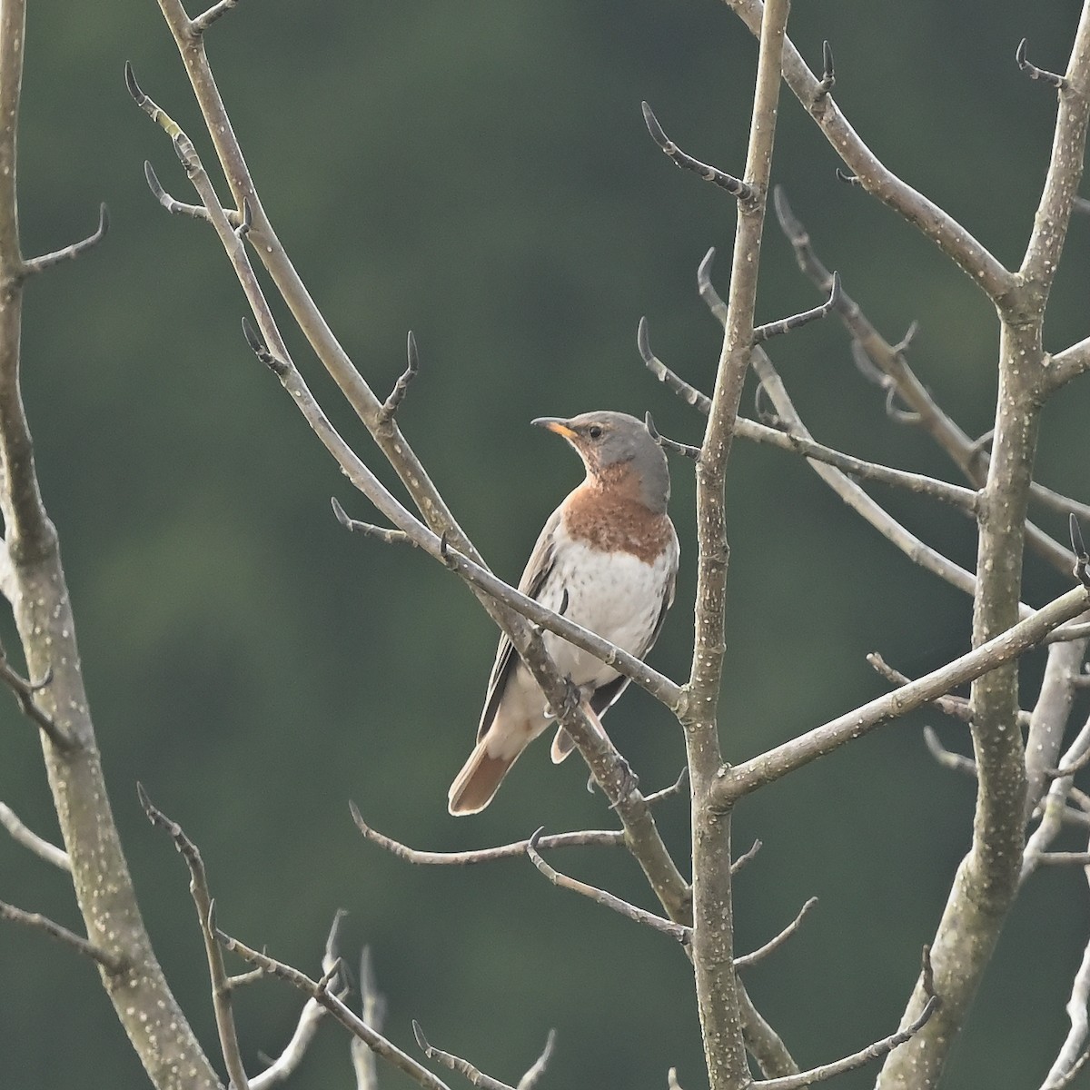 Grive à gorge rousse - ML631962130
