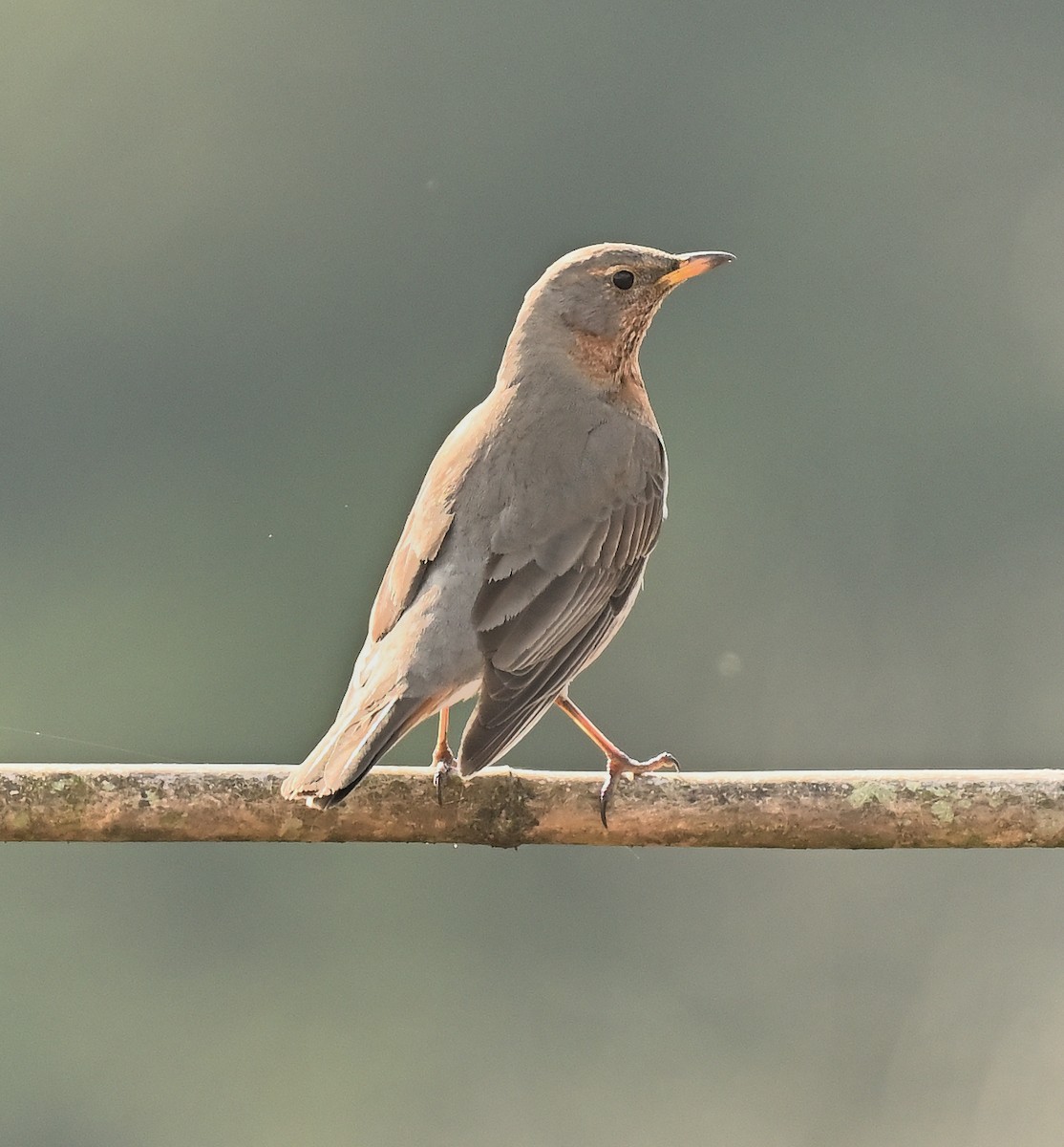 Grive à gorge rousse - ML631962131