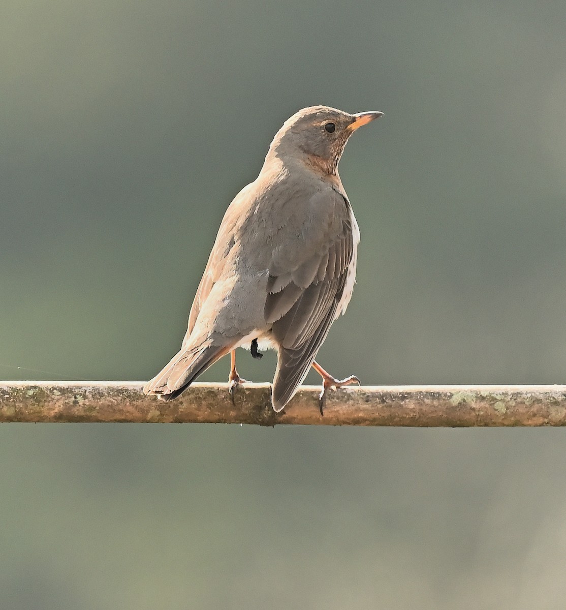 Grive à gorge rousse - ML631962132