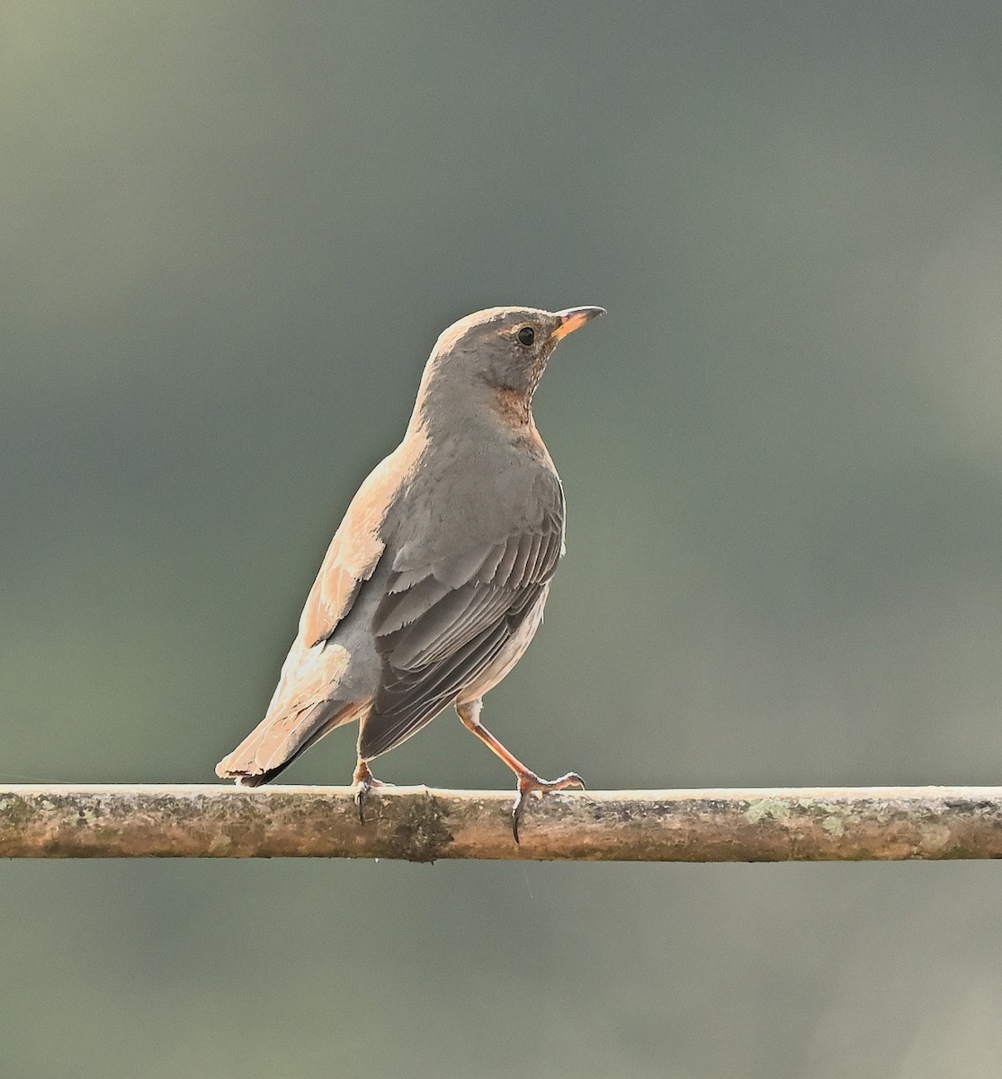Grive à gorge rousse - ML631962133