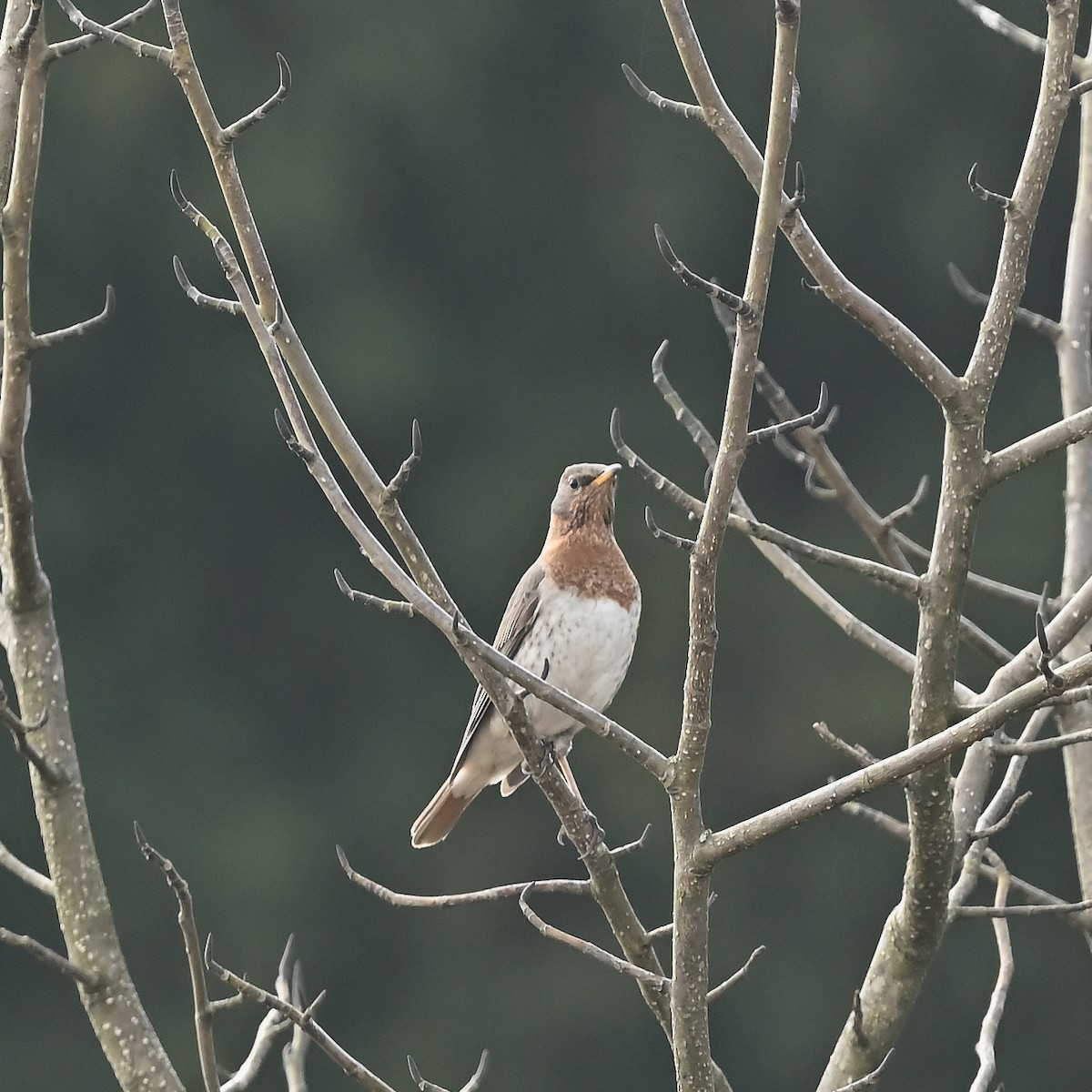 Grive à gorge rousse - ML631962134