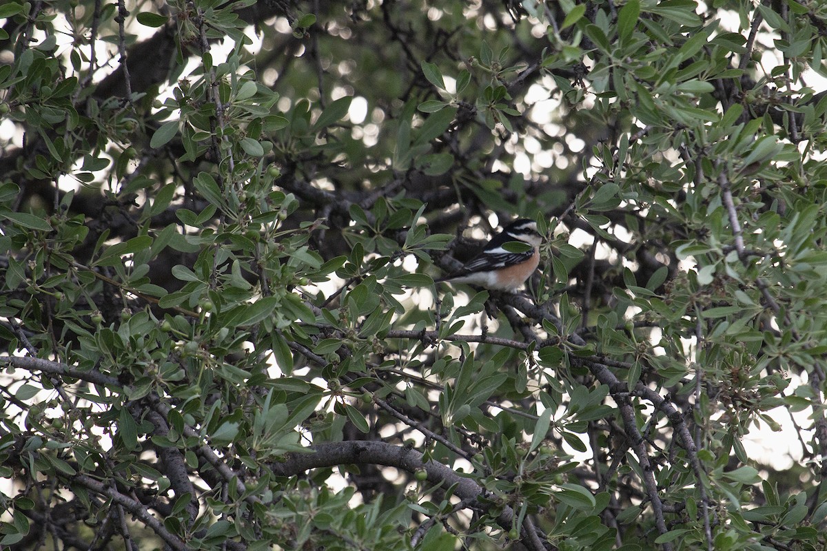 Masked Shrike - ML631962298