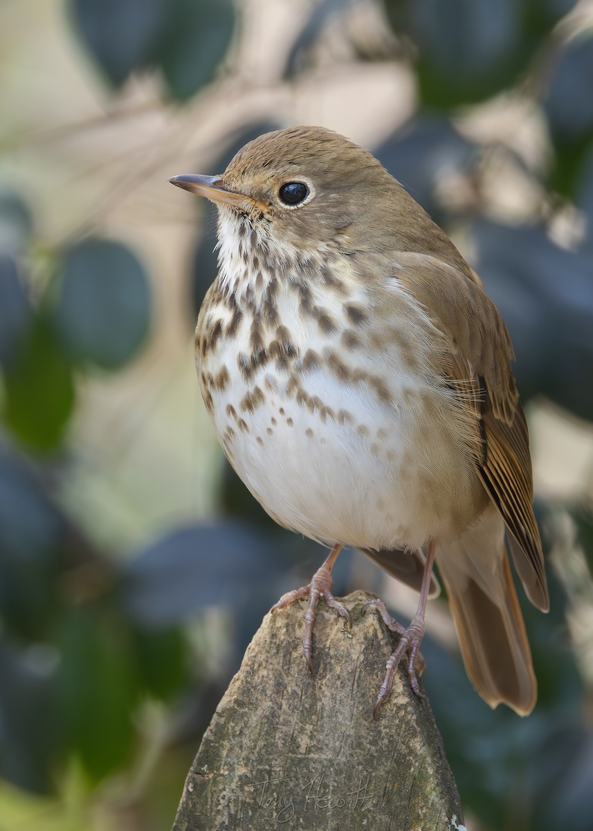 Hermit Thrush - ML631962376