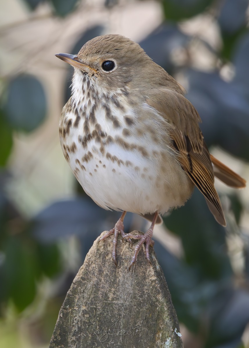 Hermit Thrush - ML631962378