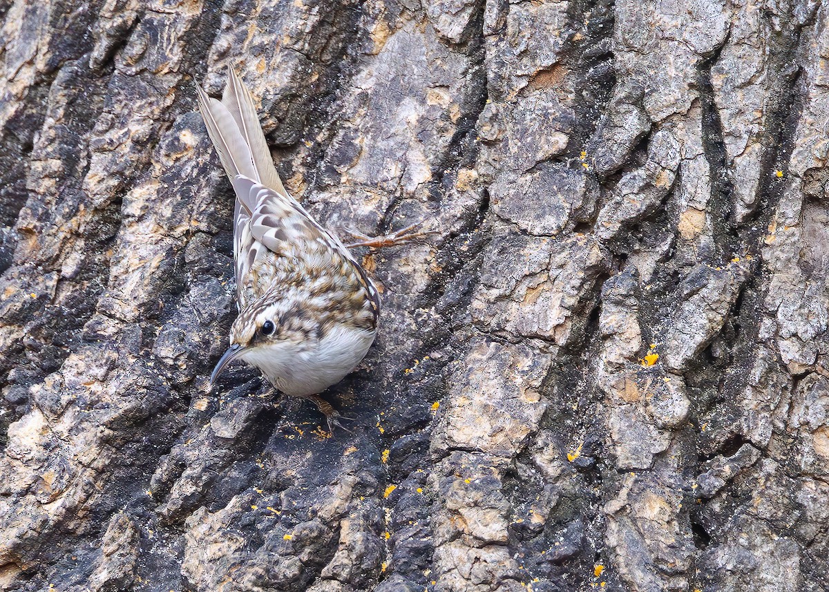 Brown Creeper - ML631962388