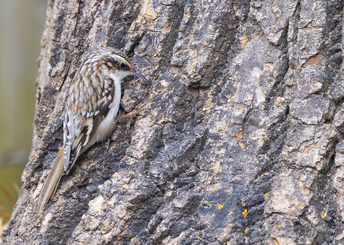 Brown Creeper - ML631962391