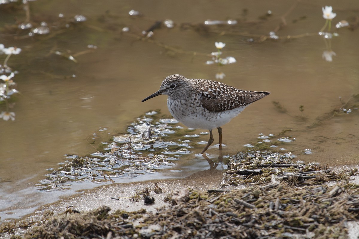 Wood Sandpiper - ML631962410