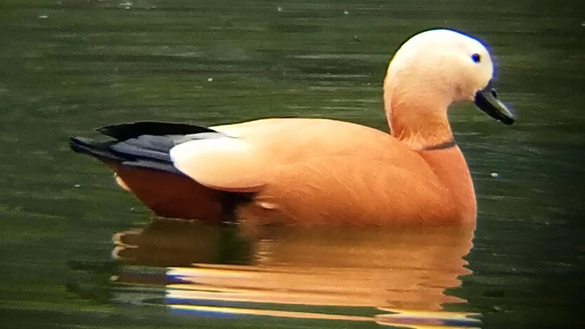 Ruddy Shelduck - ML631962426