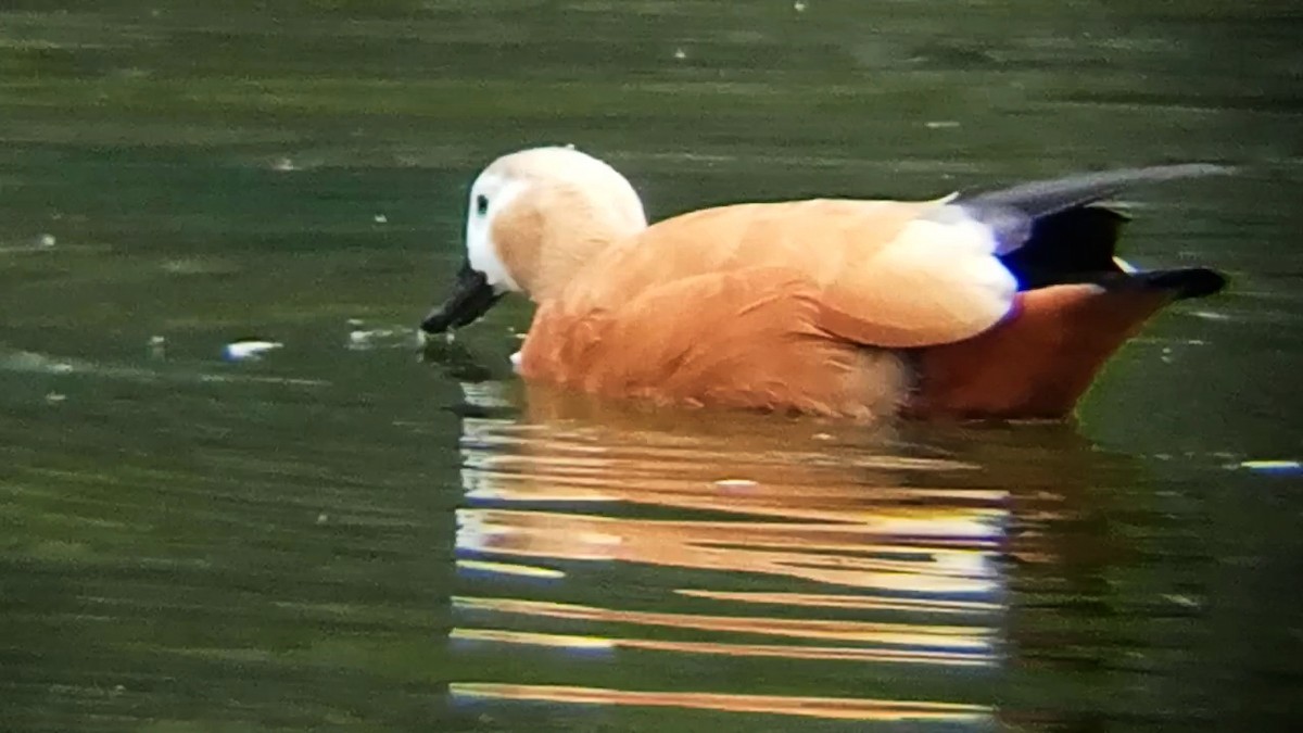 Ruddy Shelduck - ML631962429