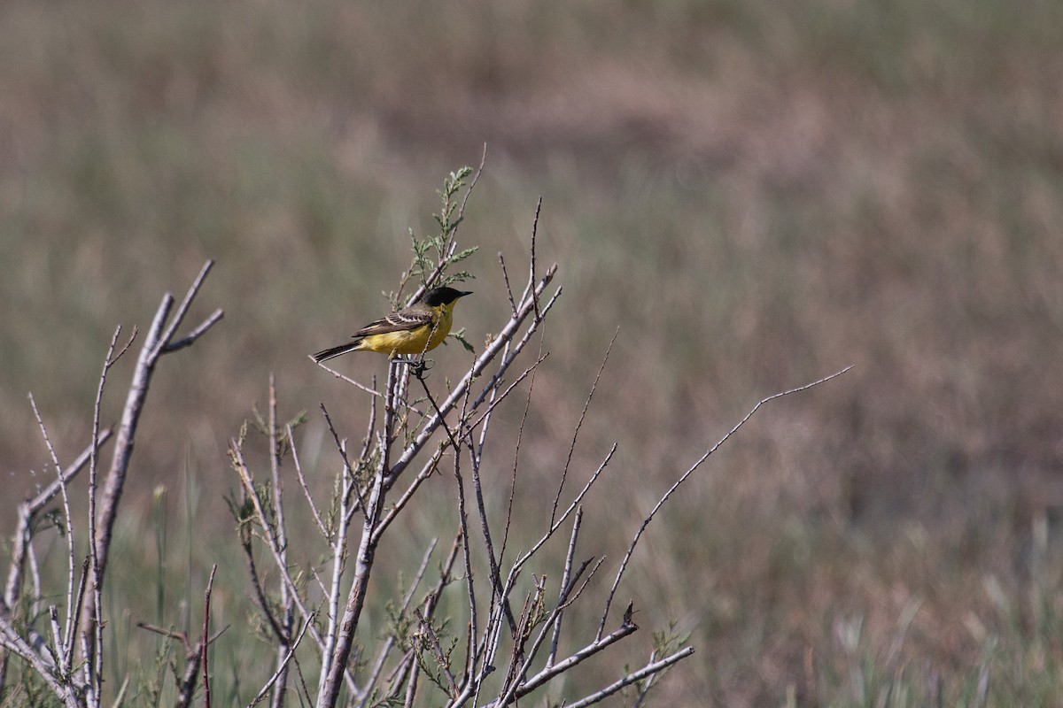 Western Yellow Wagtail (feldegg) - ML631962438