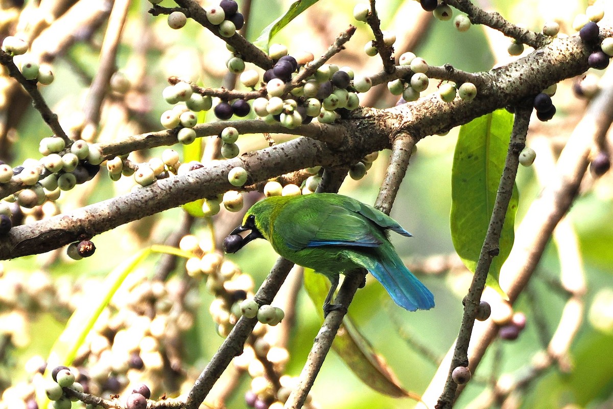 Blue-winged Leafbird - ML631962808