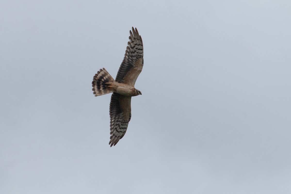 Pallid Harrier - ML631963080