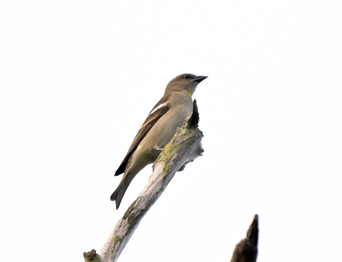 Yellow-throated Sparrow - ML631963238