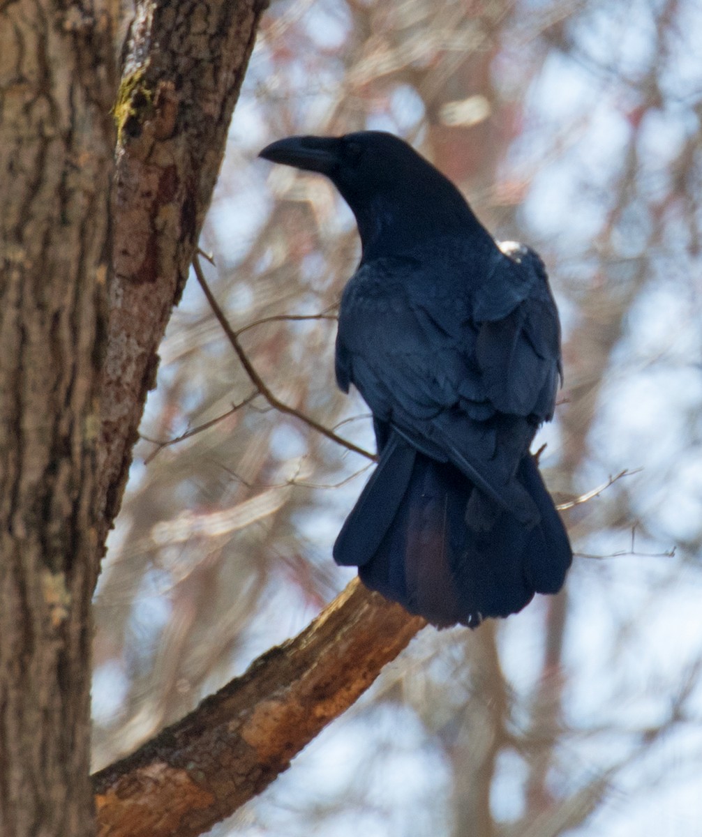Common Raven - ML631963248