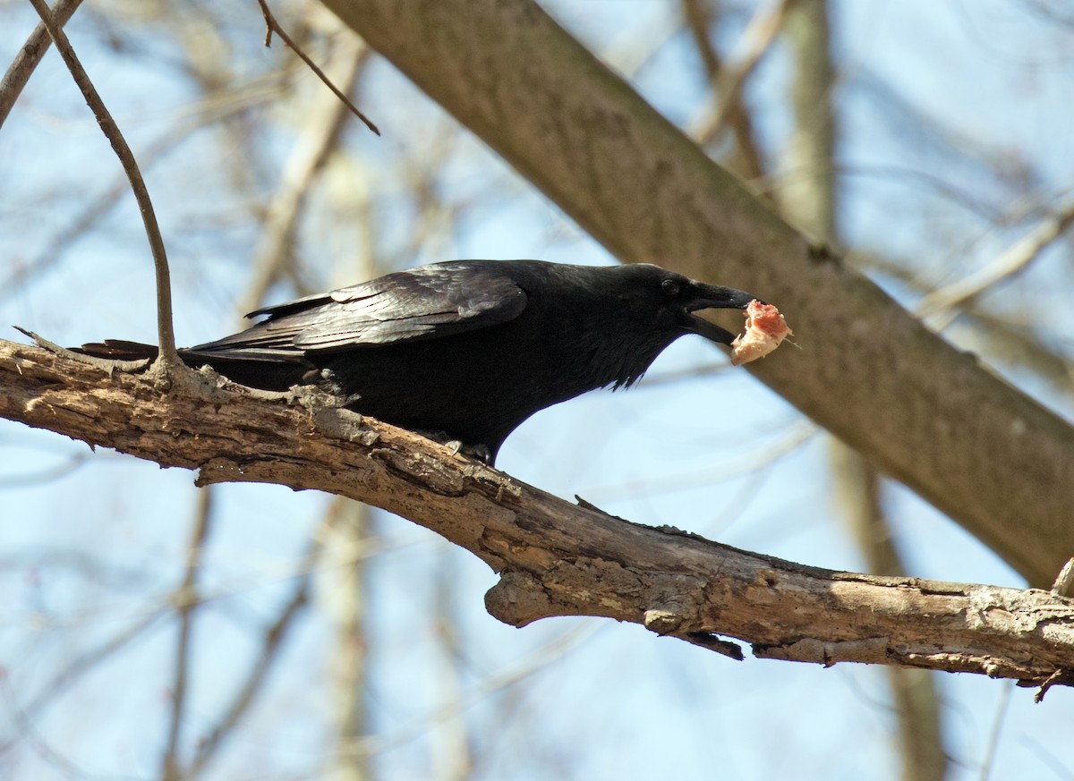 Common Raven - ML631963250