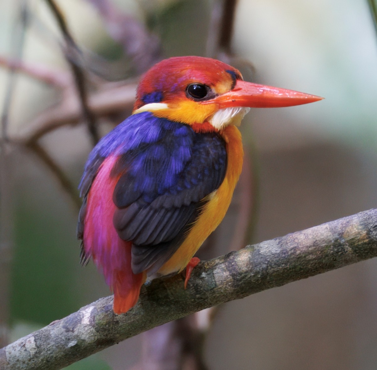 Black-backed Dwarf-Kingfisher - ML631963390