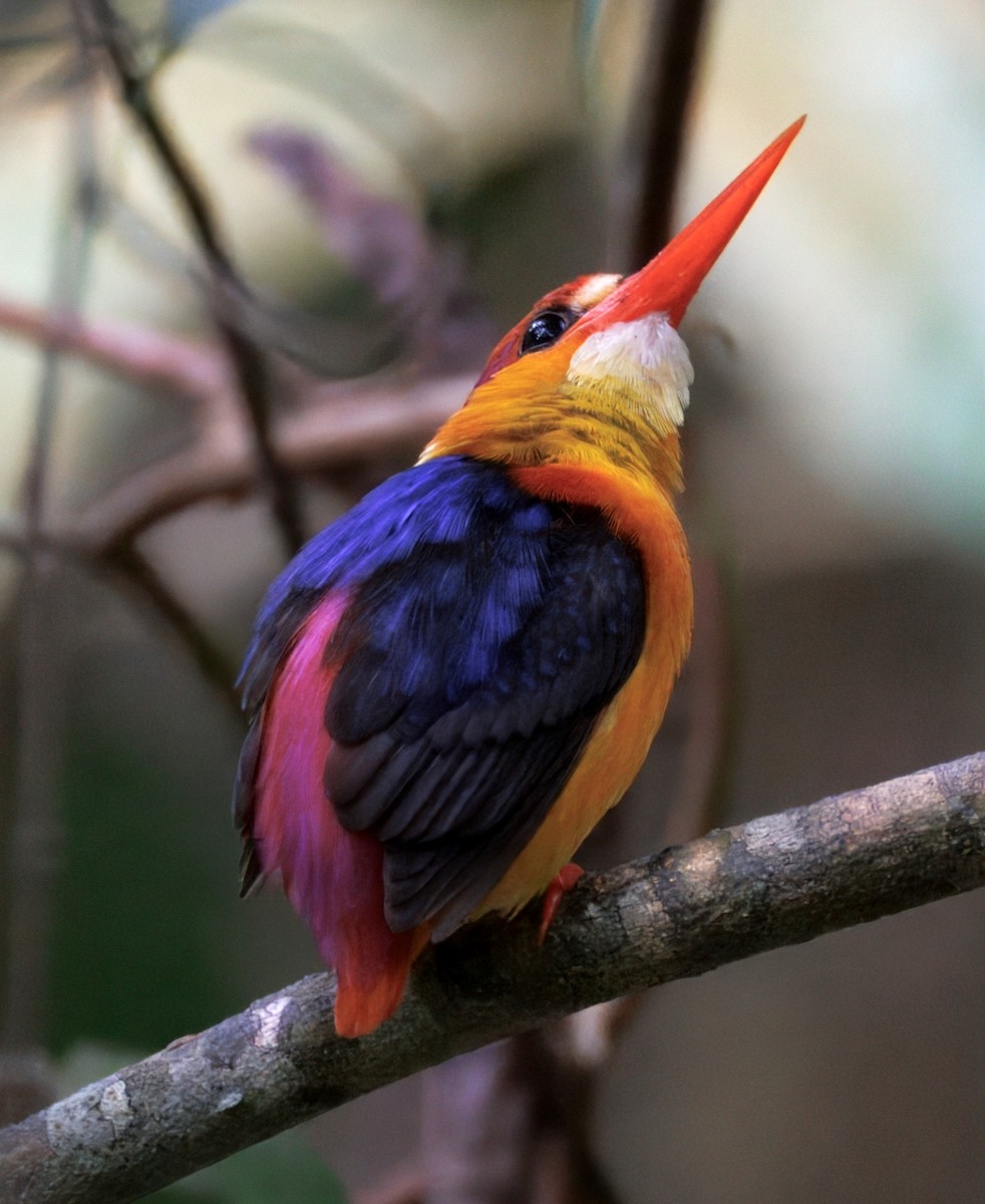Black-backed Dwarf-Kingfisher - ML631963392