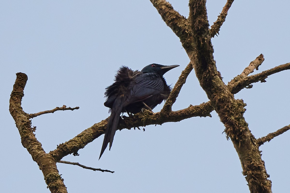 Chestnut-winged Starling - ML631963422