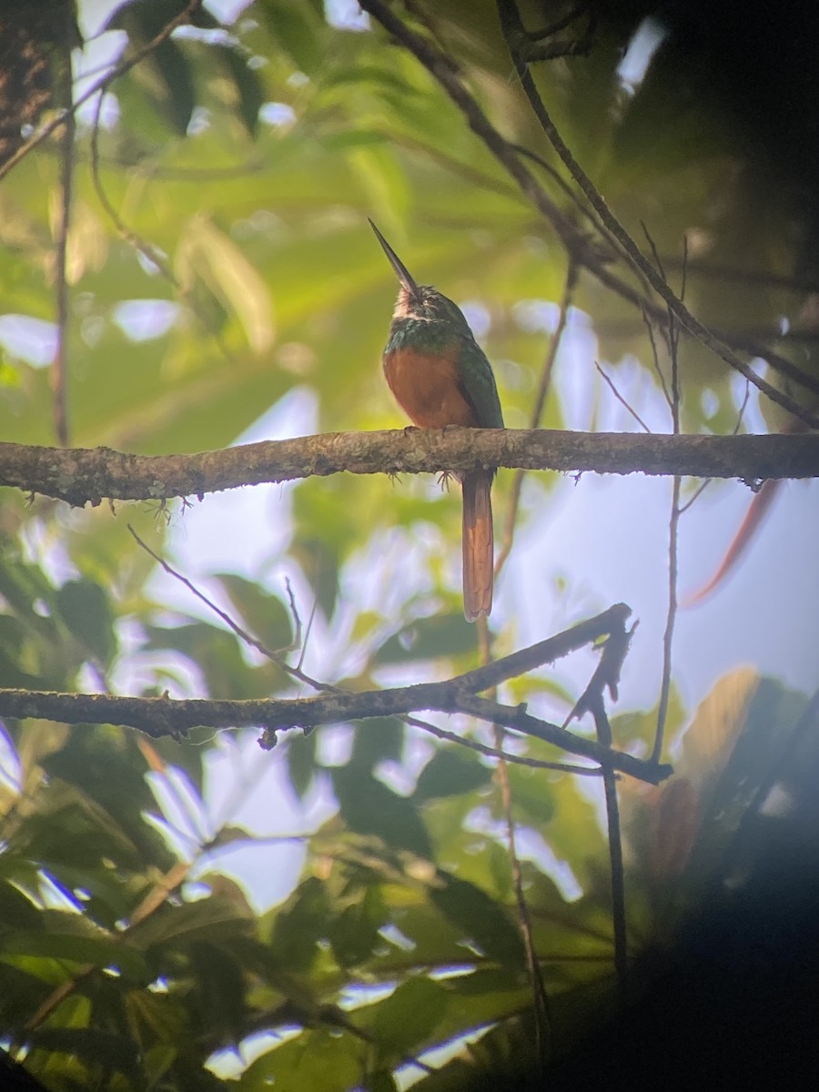 Rufous-tailed Jacamar - ML631963537