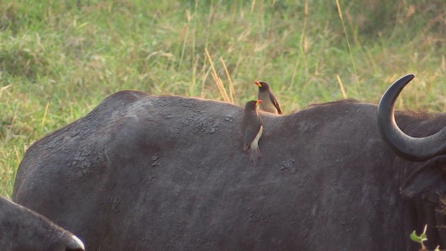 Yellow-billed Oxpecker - ML631963586