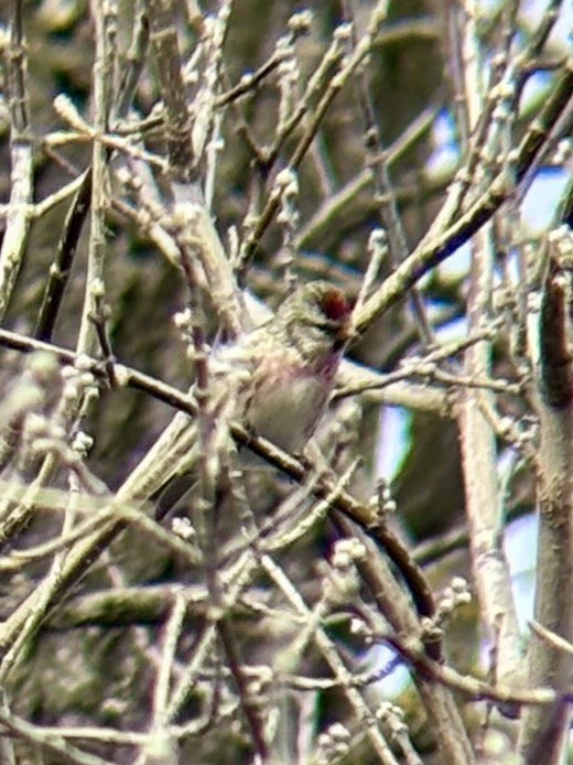 Redpoll (Common) - ML631963750