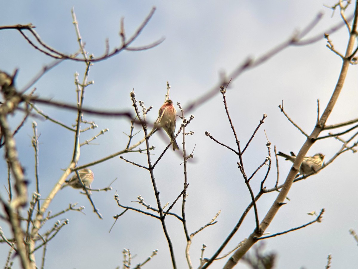 Redpoll (Common) - ML631963751