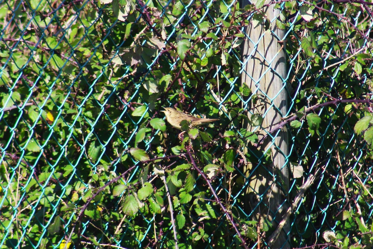 Common Grasshopper Warbler - ML631963760