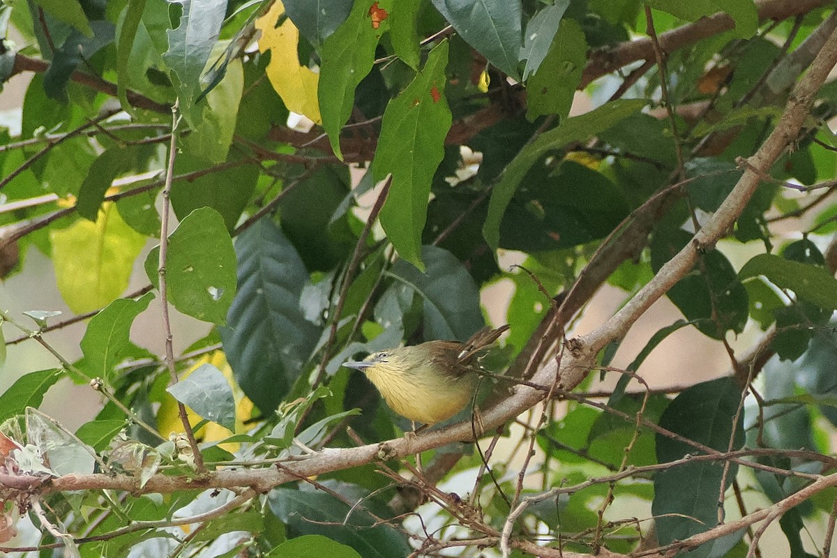 Pin-striped Tit-Babbler - ML631963784