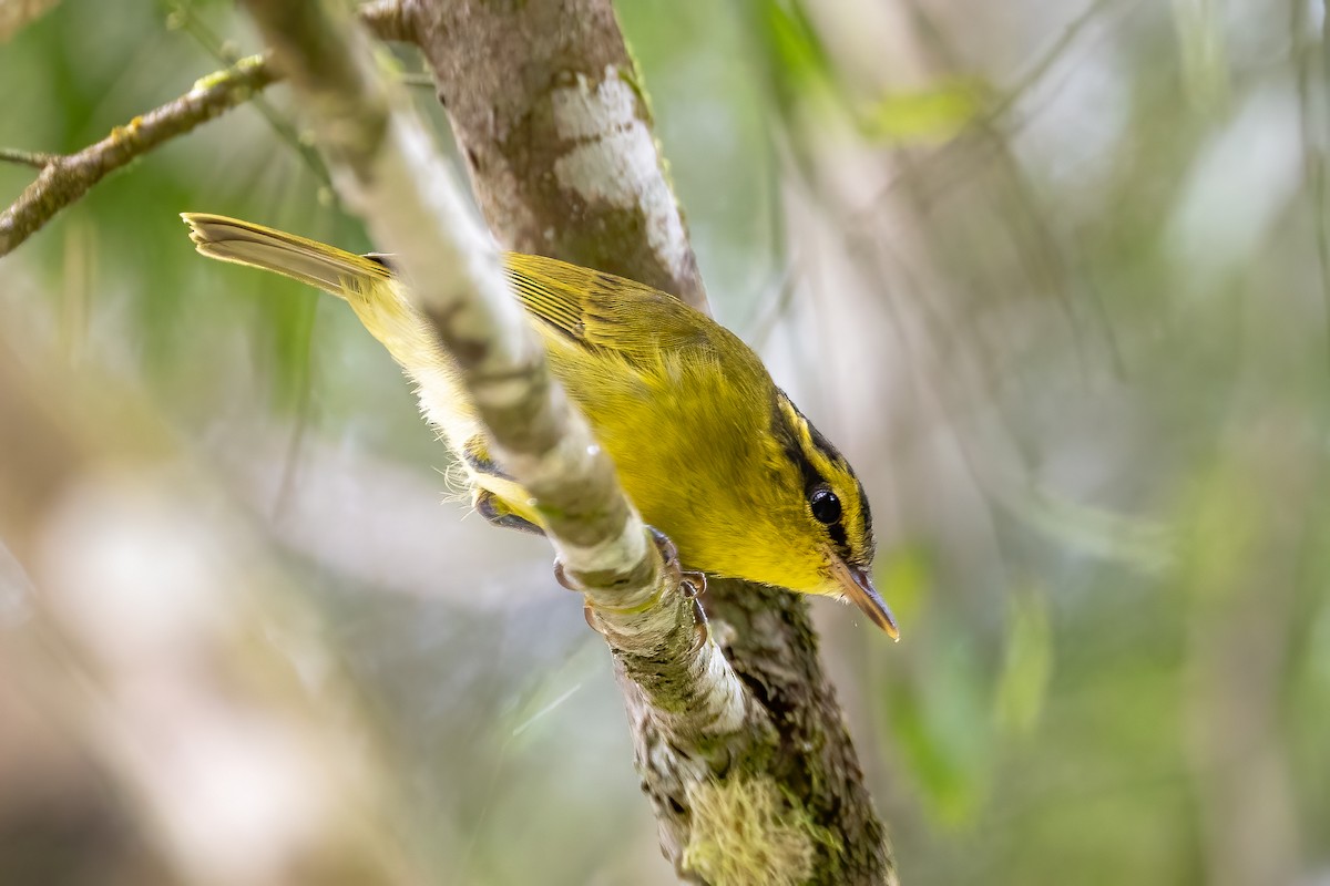 Mountain Leaf Warbler - ML631963804