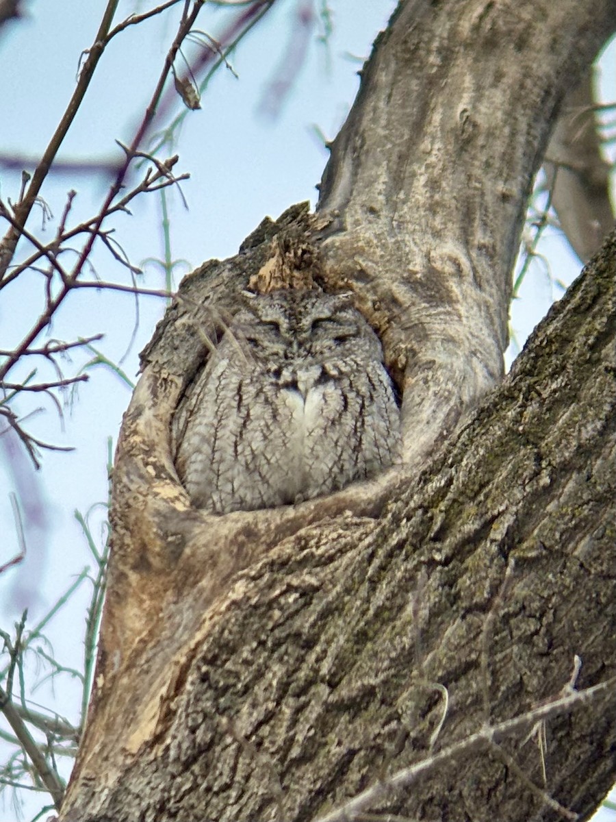 Eastern Screech-Owl - ML631963829