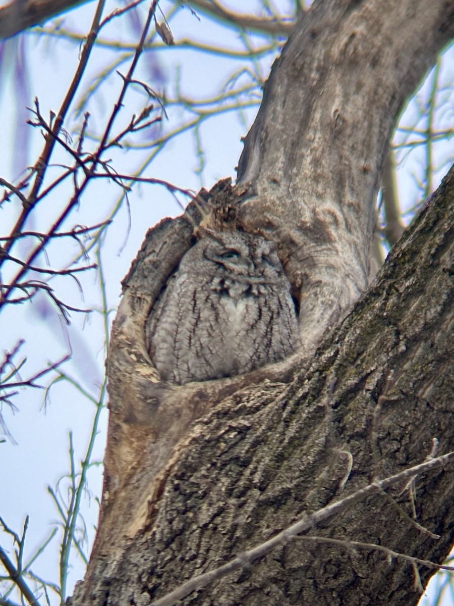 Eastern Screech-Owl - ML631963830