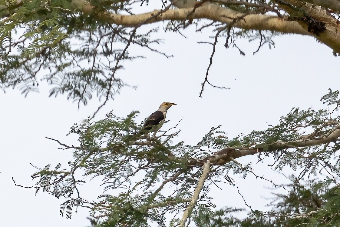Black-winged Myna (Gray-rumped) - ML631963843