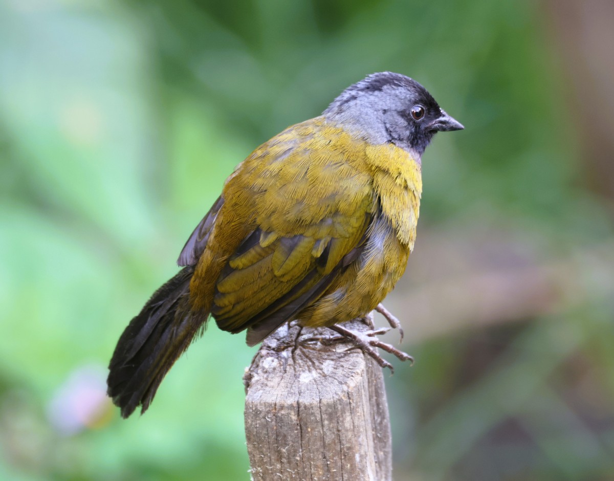 Large-footed Finch - ML631963936