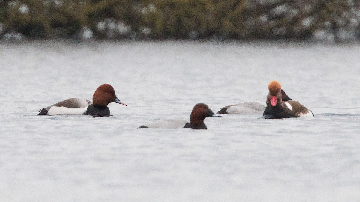Red-crested x Common Pochard (hybrid) - ML631963960