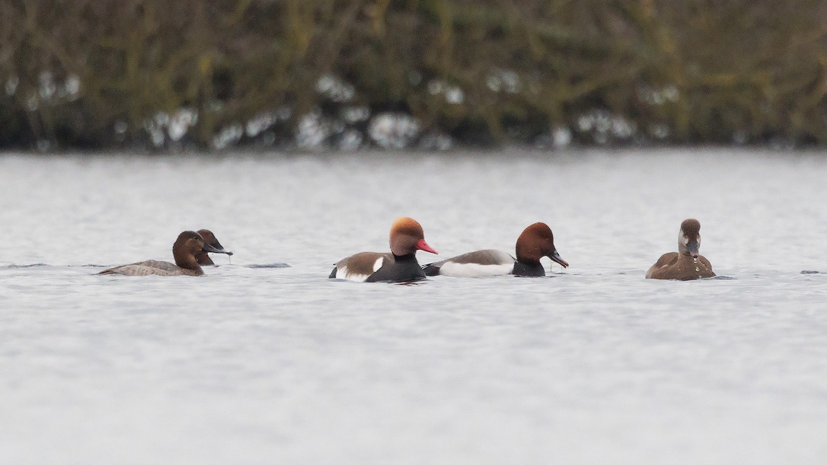 Red-crested x Common Pochard (hybrid) - ML631963962