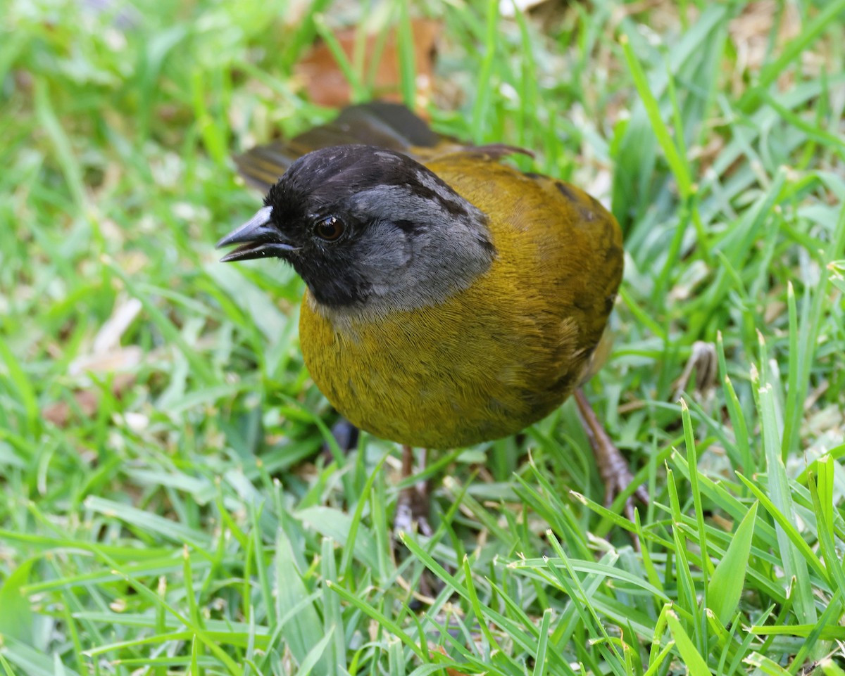 Large-footed Finch - ML631963977