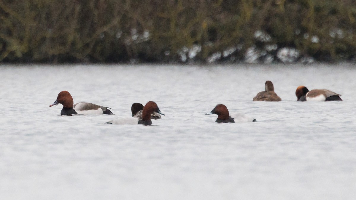 Red-crested x Common Pochard (hybrid) - ML631963985