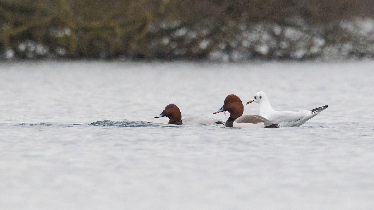 Red-crested x Common Pochard (hybrid) - ML631963992