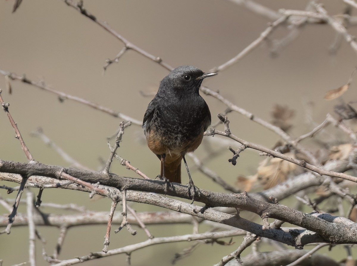 Black Redstart - ML631964070