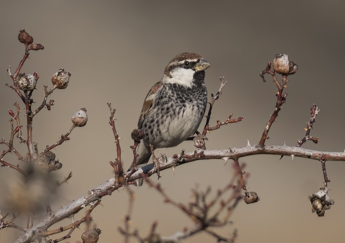 Spanish Sparrow - ML631964087