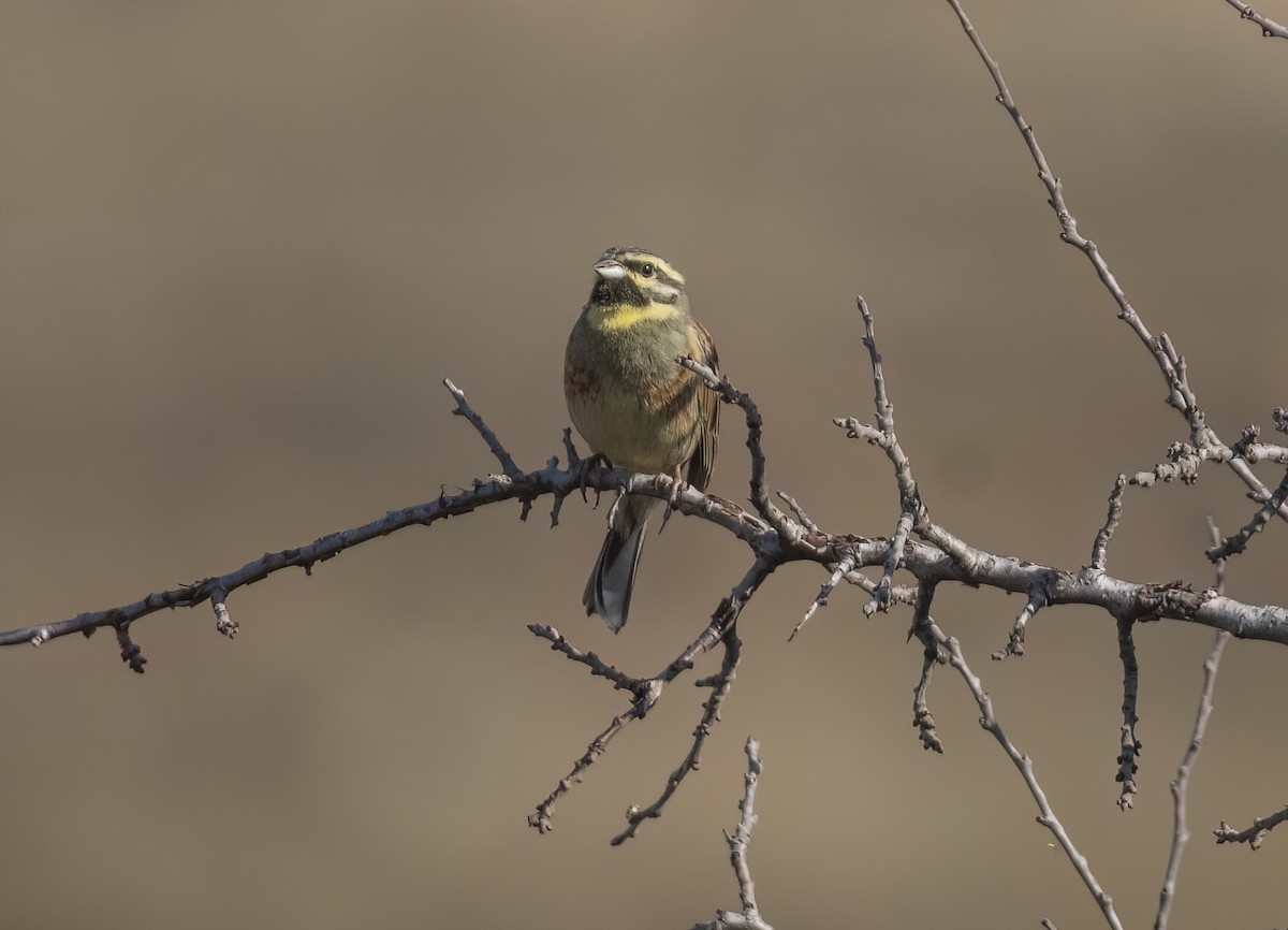 Cirl Bunting - ML631964111