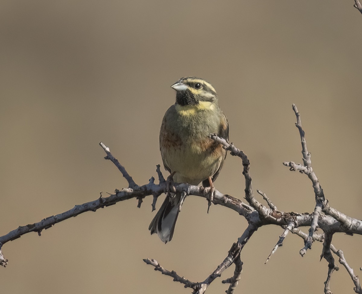 Cirl Bunting - ML631964112