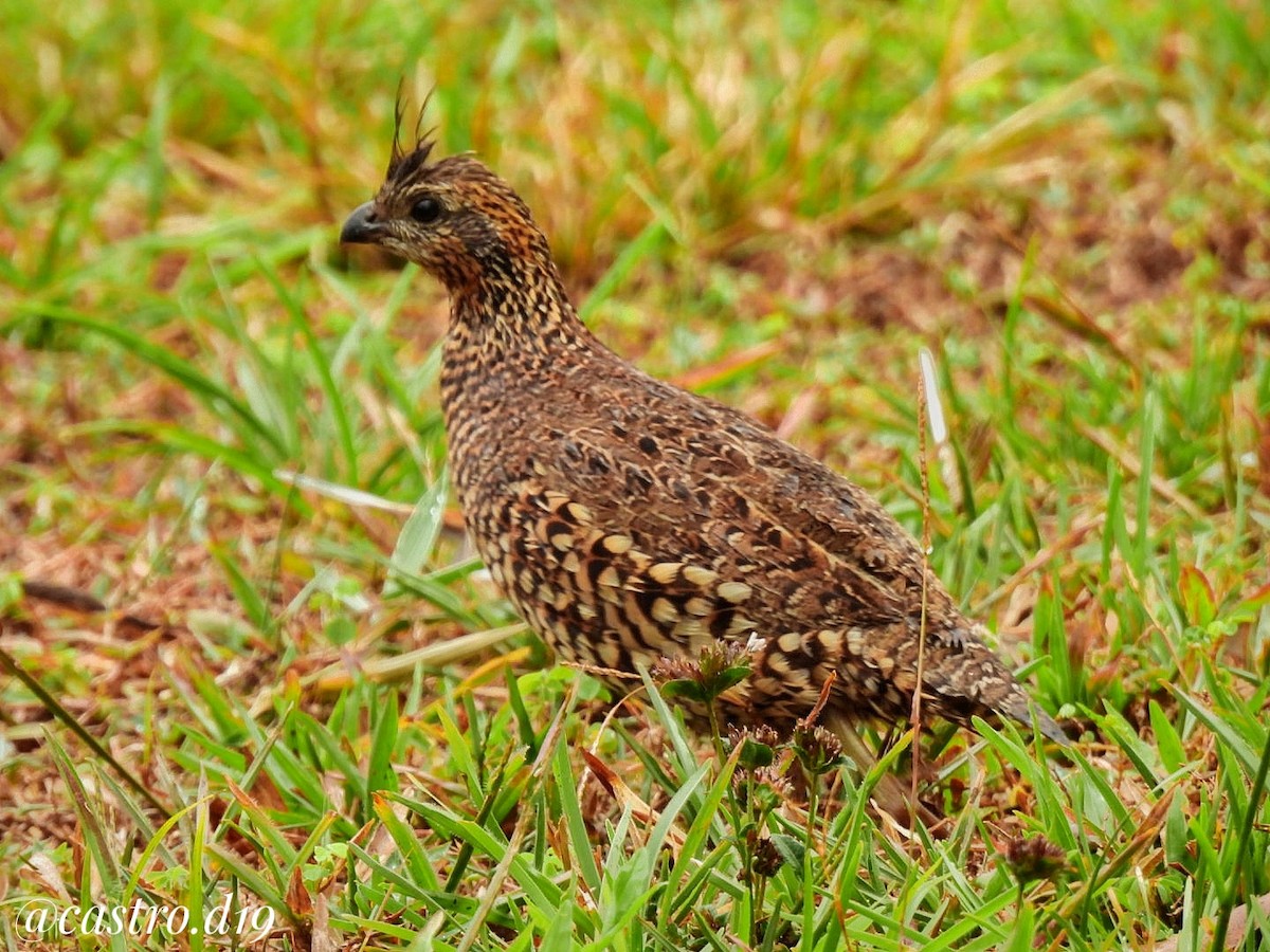 Crested Bobwhite - ML631964113