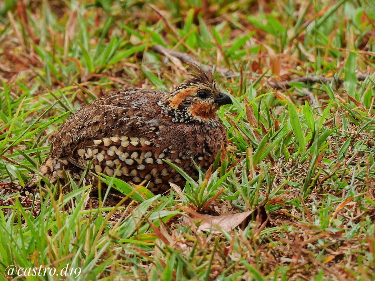 Crested Bobwhite - ML631964114