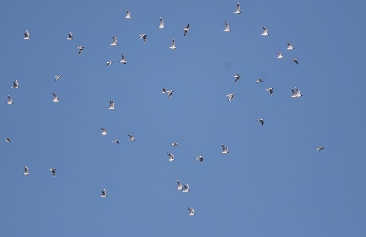 Black-headed Gull - ML631964124
